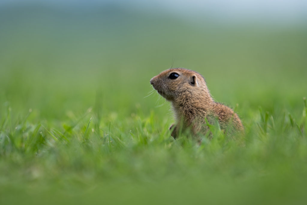 Őrszem (Fotó: Sztrehárszki Lili)