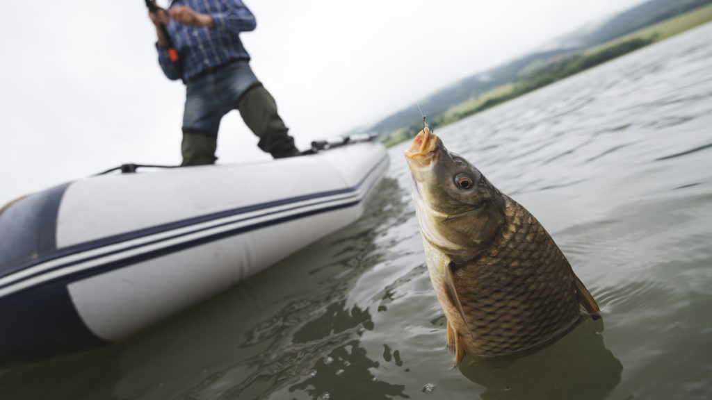 Ennyibe fog kerülni a ponty karácsony előtt