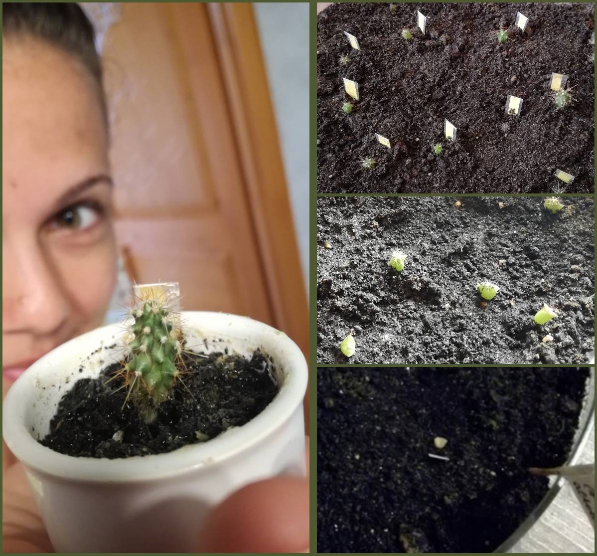 Közösen ültetnek és szüretelnek a Zöldítők