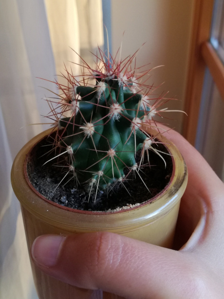 Közösen ültetnek és szüretelnek a Zöldítők