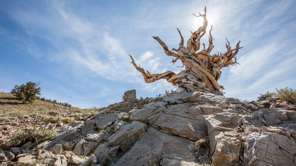 Simatűjű szálkásfenyő (Pinus longaeva)