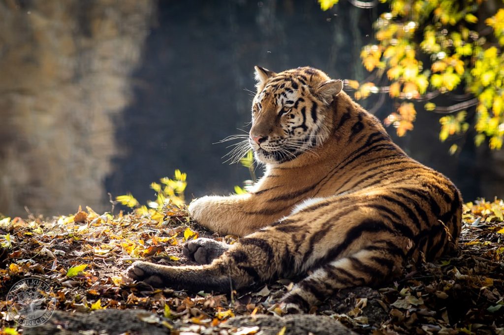 Így élnek túl a vadasparkok a koronavírus-járvány alatt