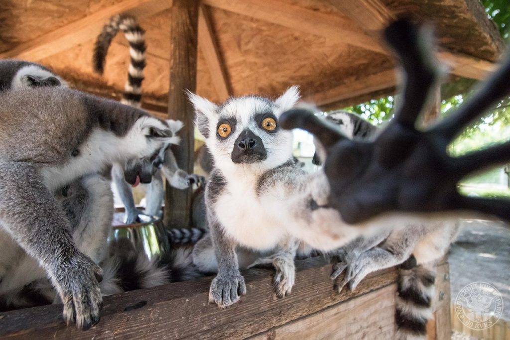 Így élnek túl a vadasparkok a koronavírus-járvány alatt