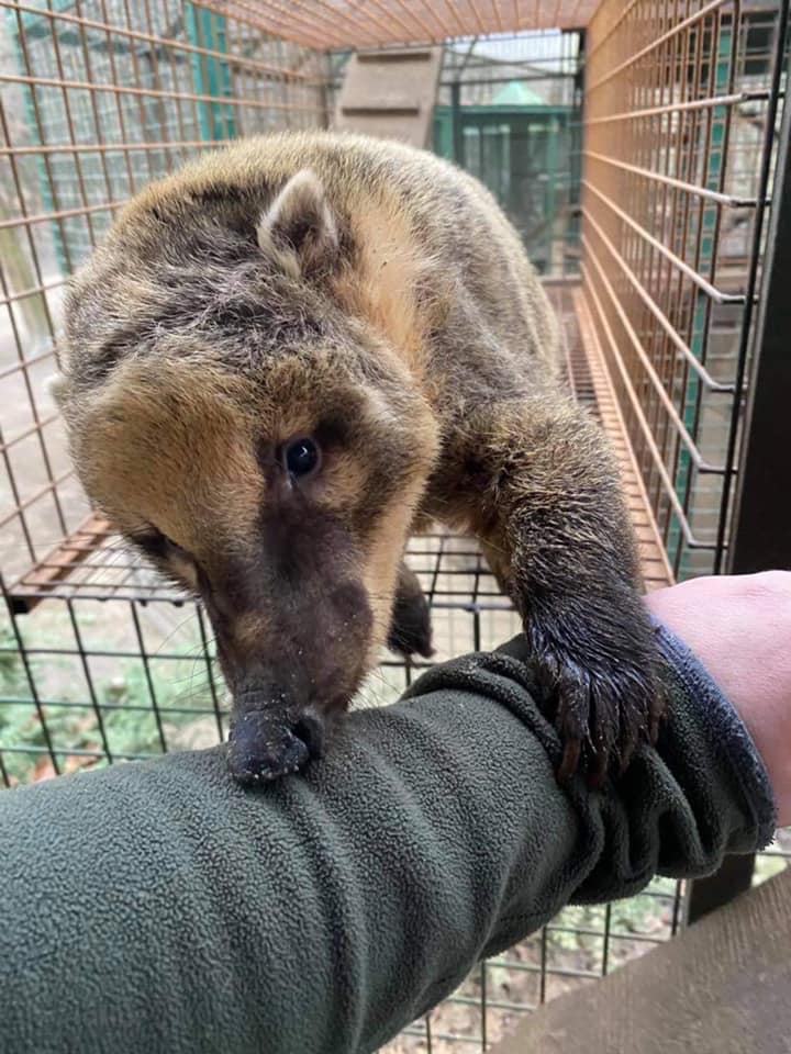 Így élnek túl a vadasparkok a koronavírus-járvány alatt