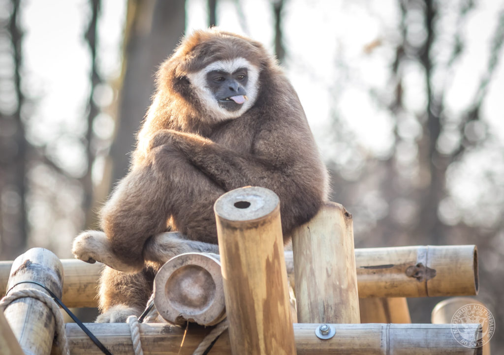 Így élnek túl a vadasparkok a koronavírus-járvány alatt
