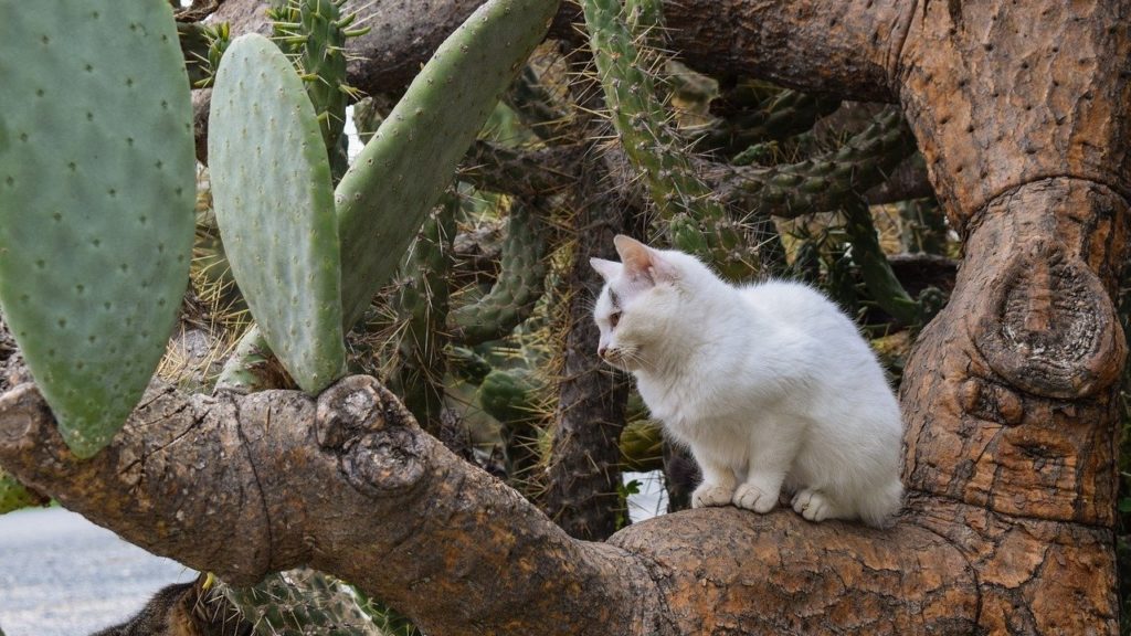 Fügekaktuszon pihent meg a macska.