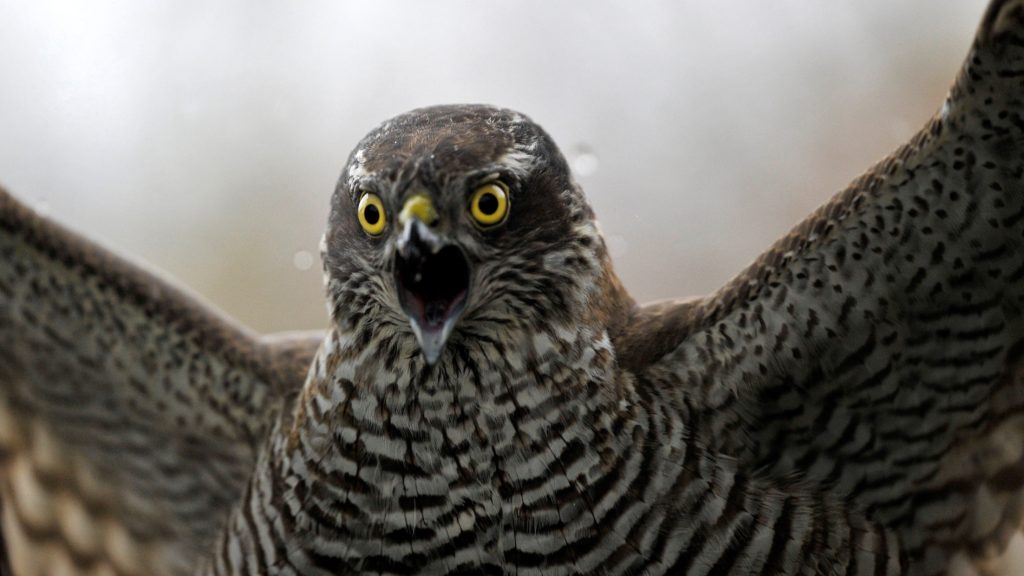 Karvaly (Accipiter nisus)