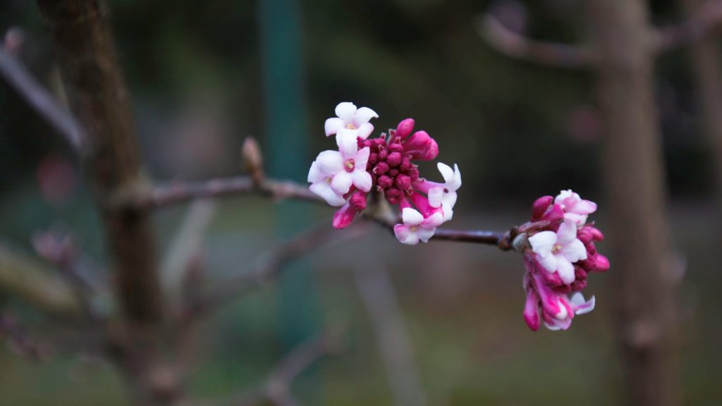 Virágzó kikeleti bangita Nagykanizsán a Csónakázó-tónál .