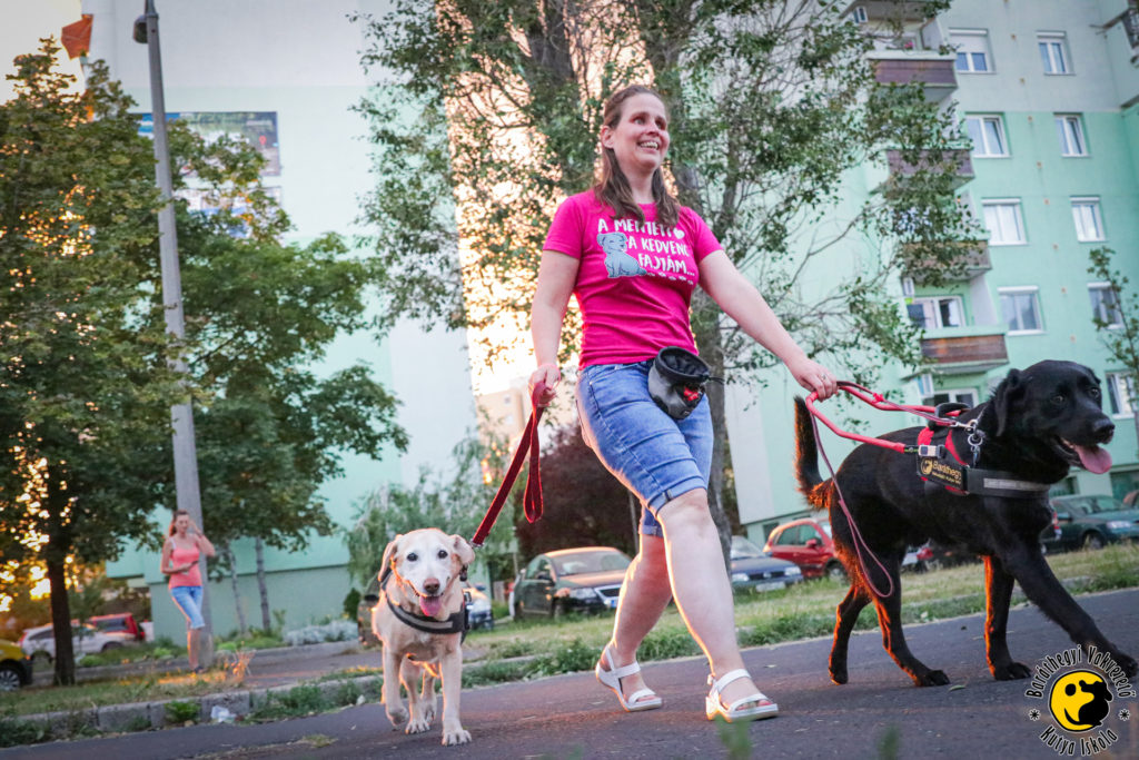 Menhelyi kutyából lett vakvezető kutyák
