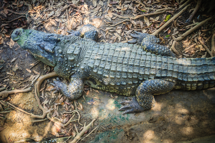 A bordás krokodil a nyílt tengerre is kimerészkedik