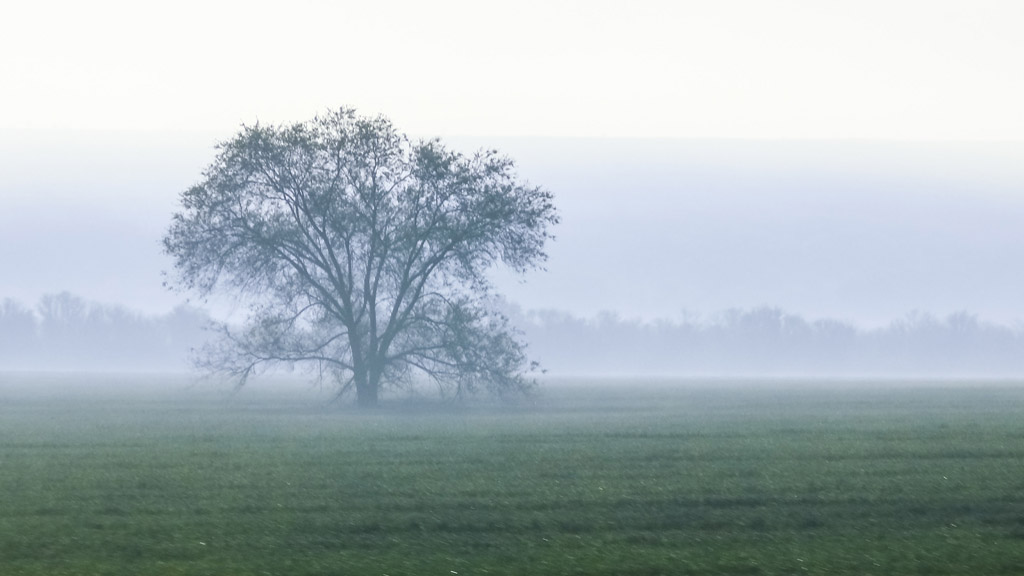 ködös táj