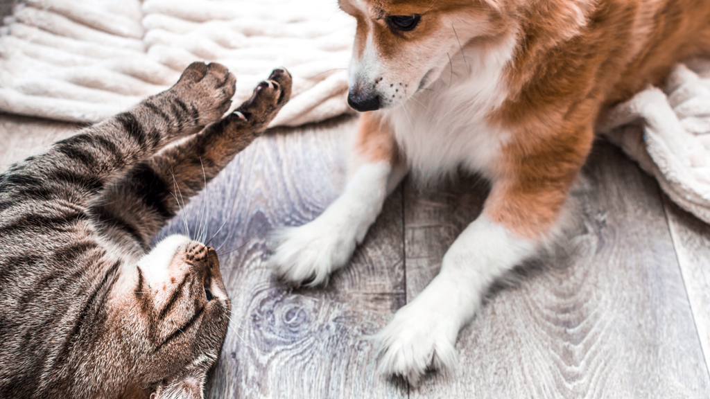 Családod és kisállatod egészségére is hat az éghajlatváltozás (x)