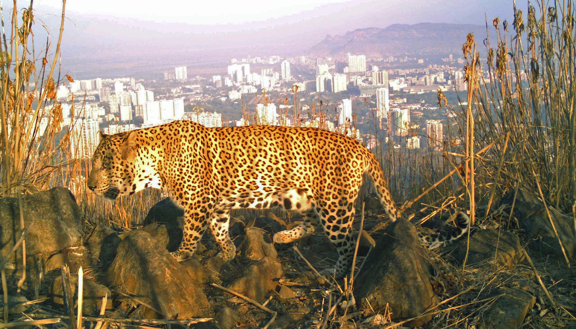 Ezt tesszük a vadállatokkal