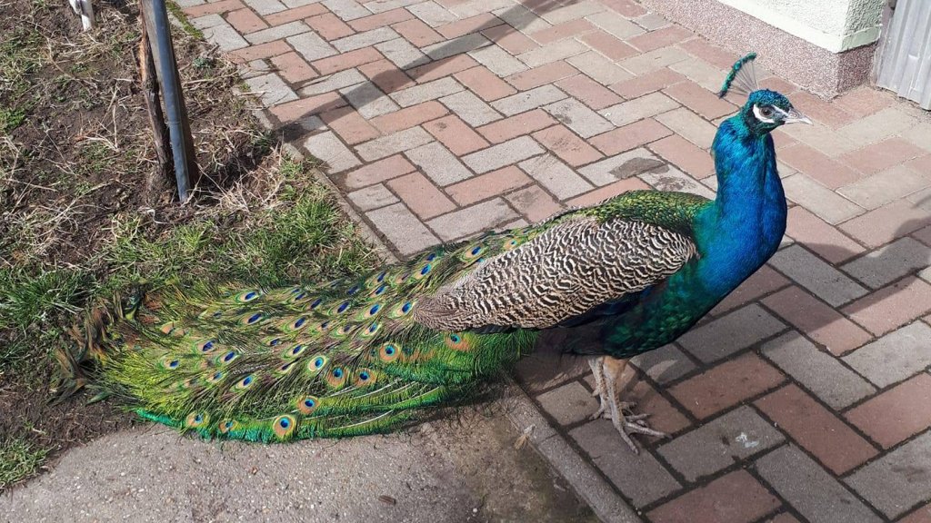 Borisz, a megölt kiskörei páva