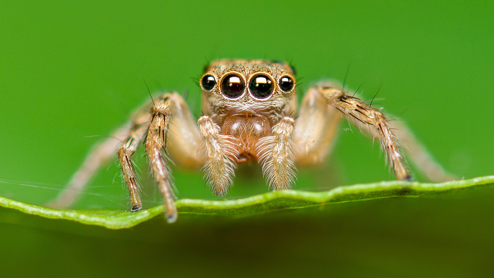 Egy hétig nem mert az autója közelébe menni egy pók miatt