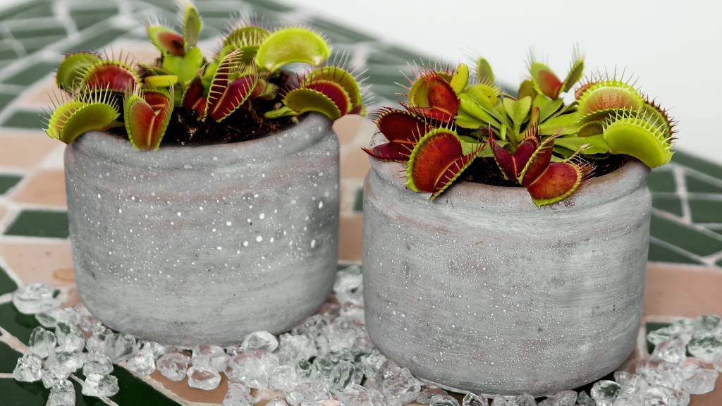 vénusz légycsapója szobanövény kaspóban