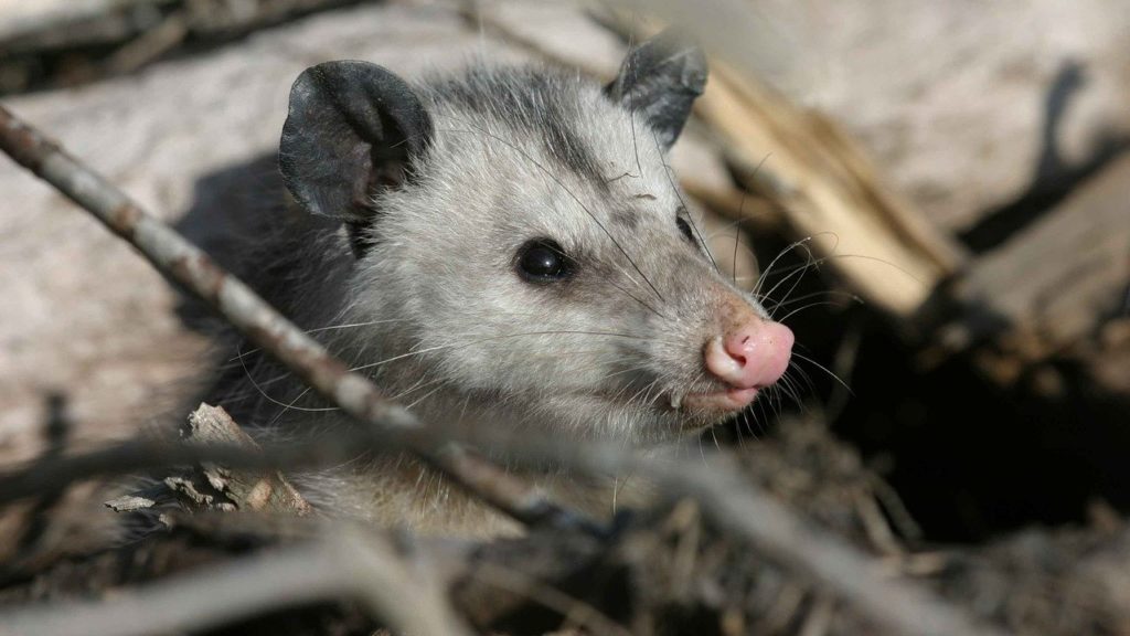 Északi oposszum (Didelphis virginiana)