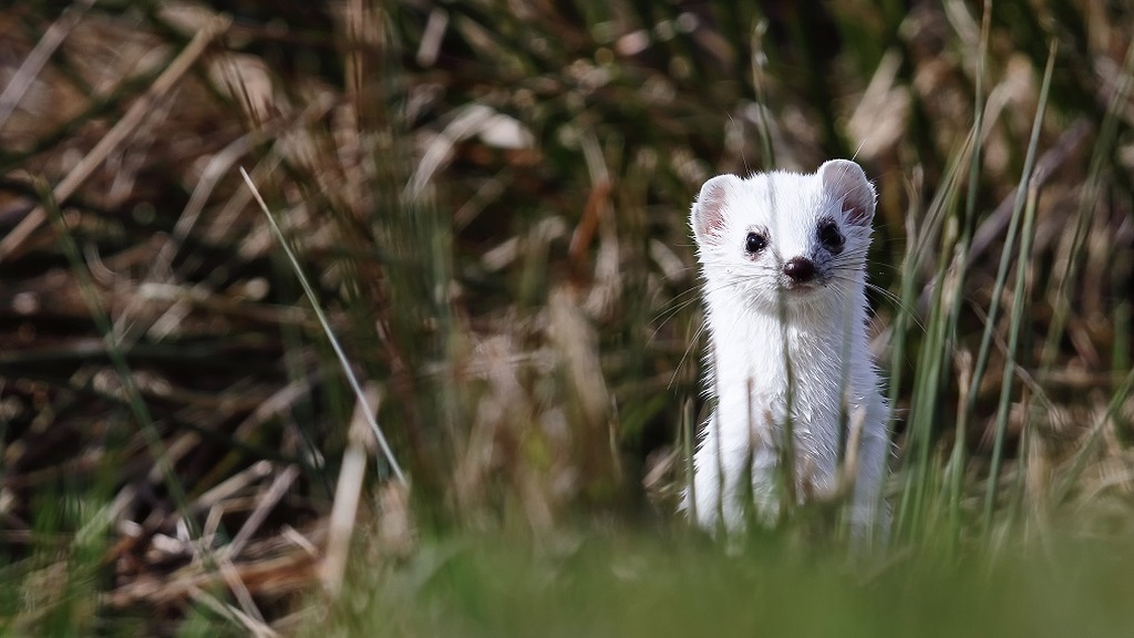 Hermelin az év emlőse