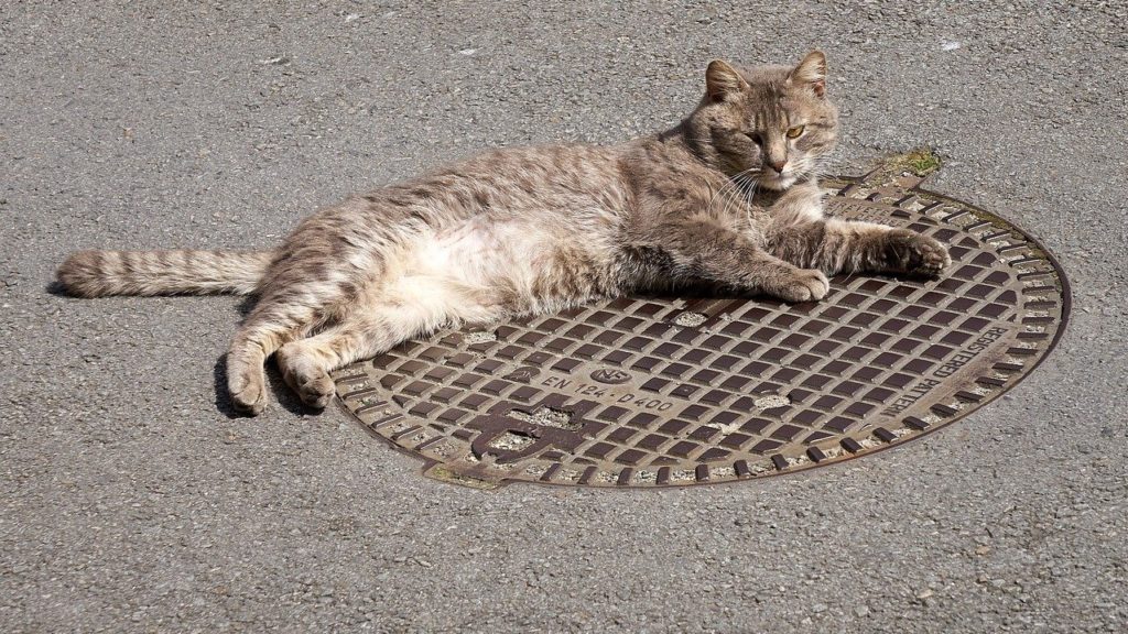 Macska fekszik a csatornafedélen.