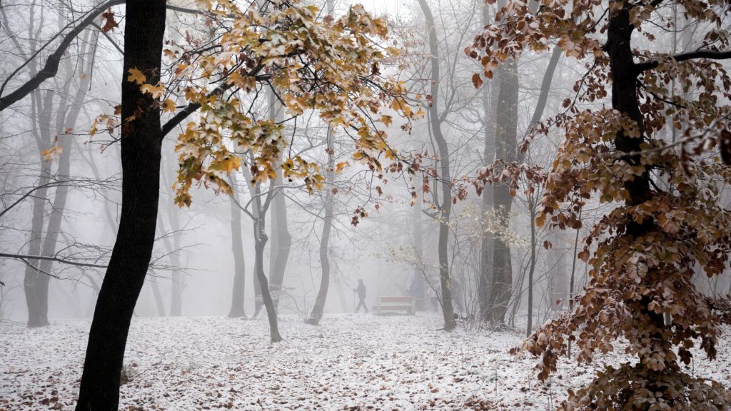 A behavazott Normafa Budapesten 2018. november 19-én.