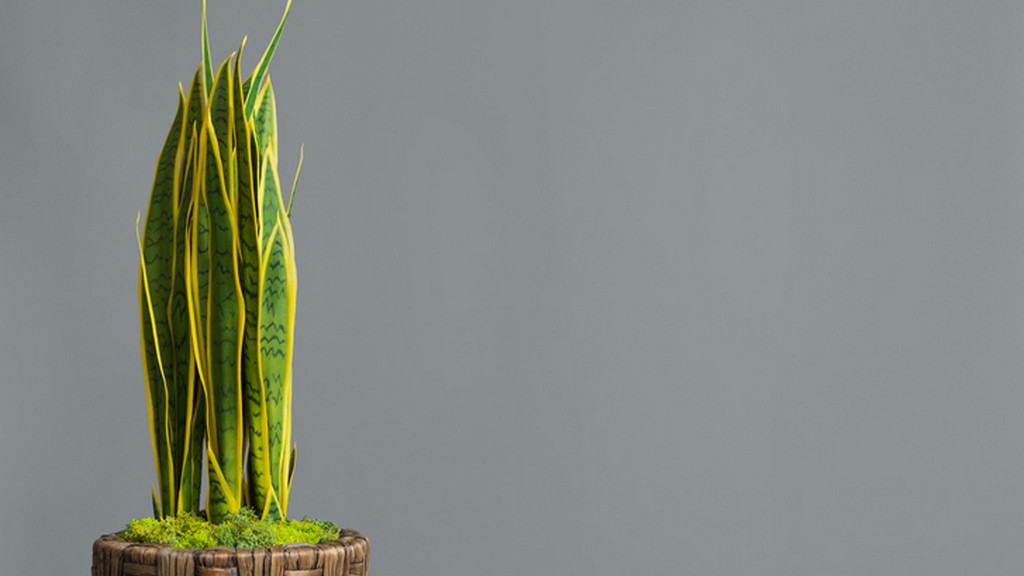 Mérgező szobanövények - anyósnyelv