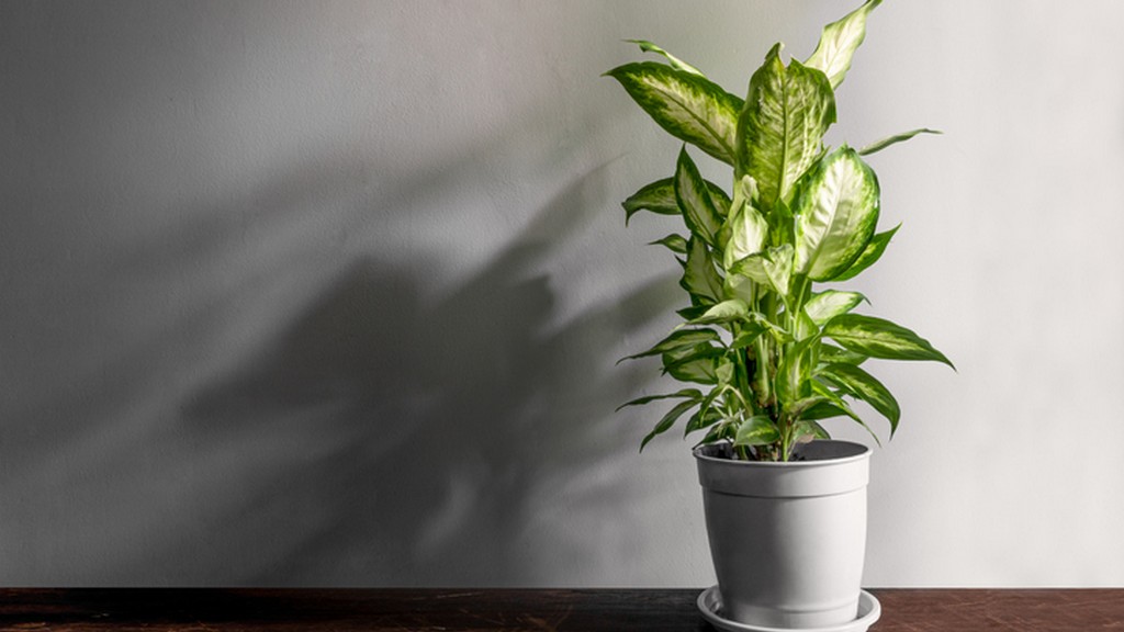 Mérgező szobanövények - buzogányvirág