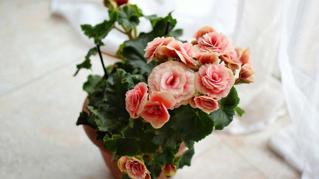 Mérgező szobanövények - begónia