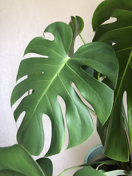 Mérgező szobanövények - könnyező pálma