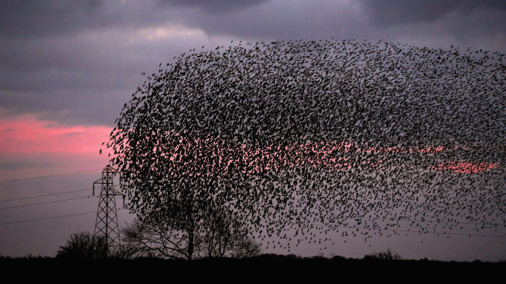 A történelem tényleg bénázások sorozata?