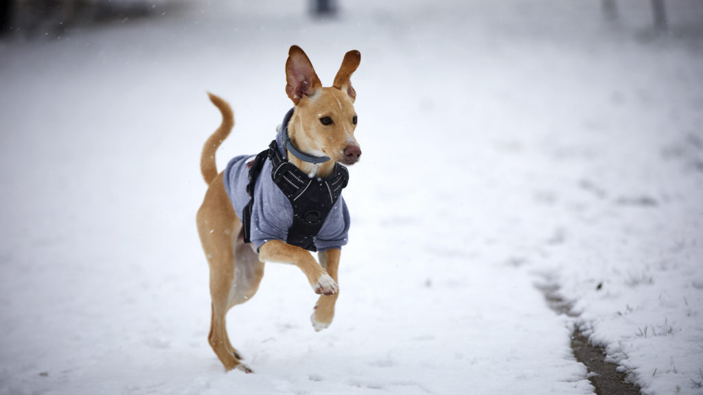 Hatalmas hógolyó-csatát videóztak Madridban