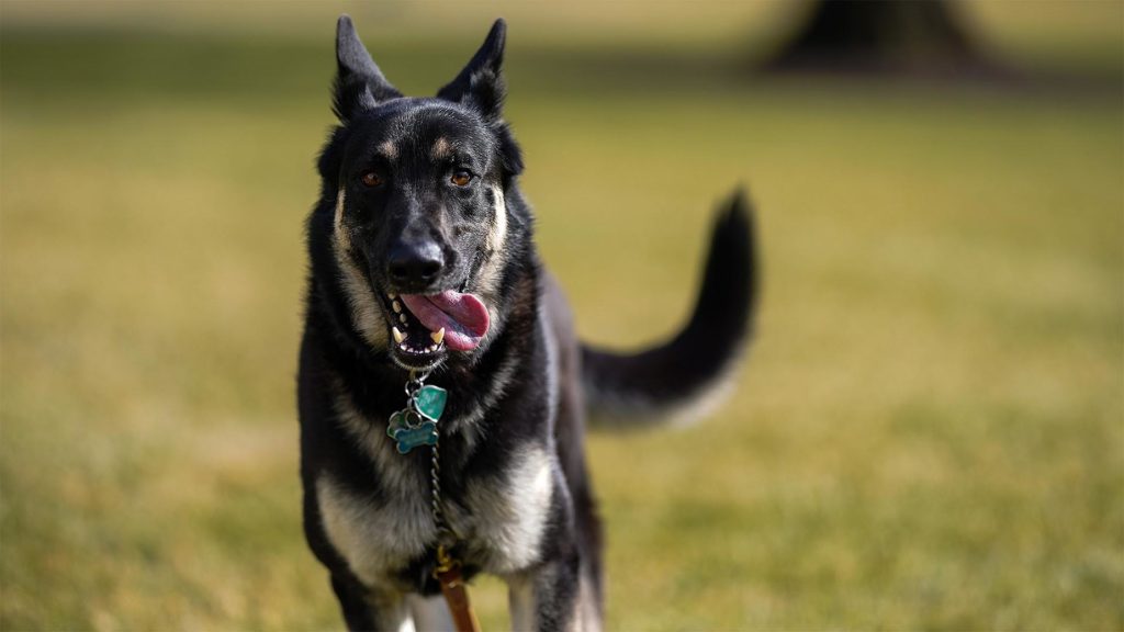 Beköltöztek a Fehér Házba Bidenék kutyái is