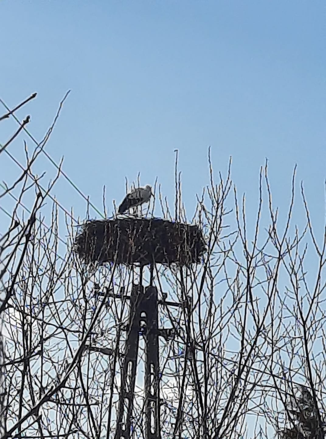 Suri negyedik alkalommal is napra pontosan megérkezett
