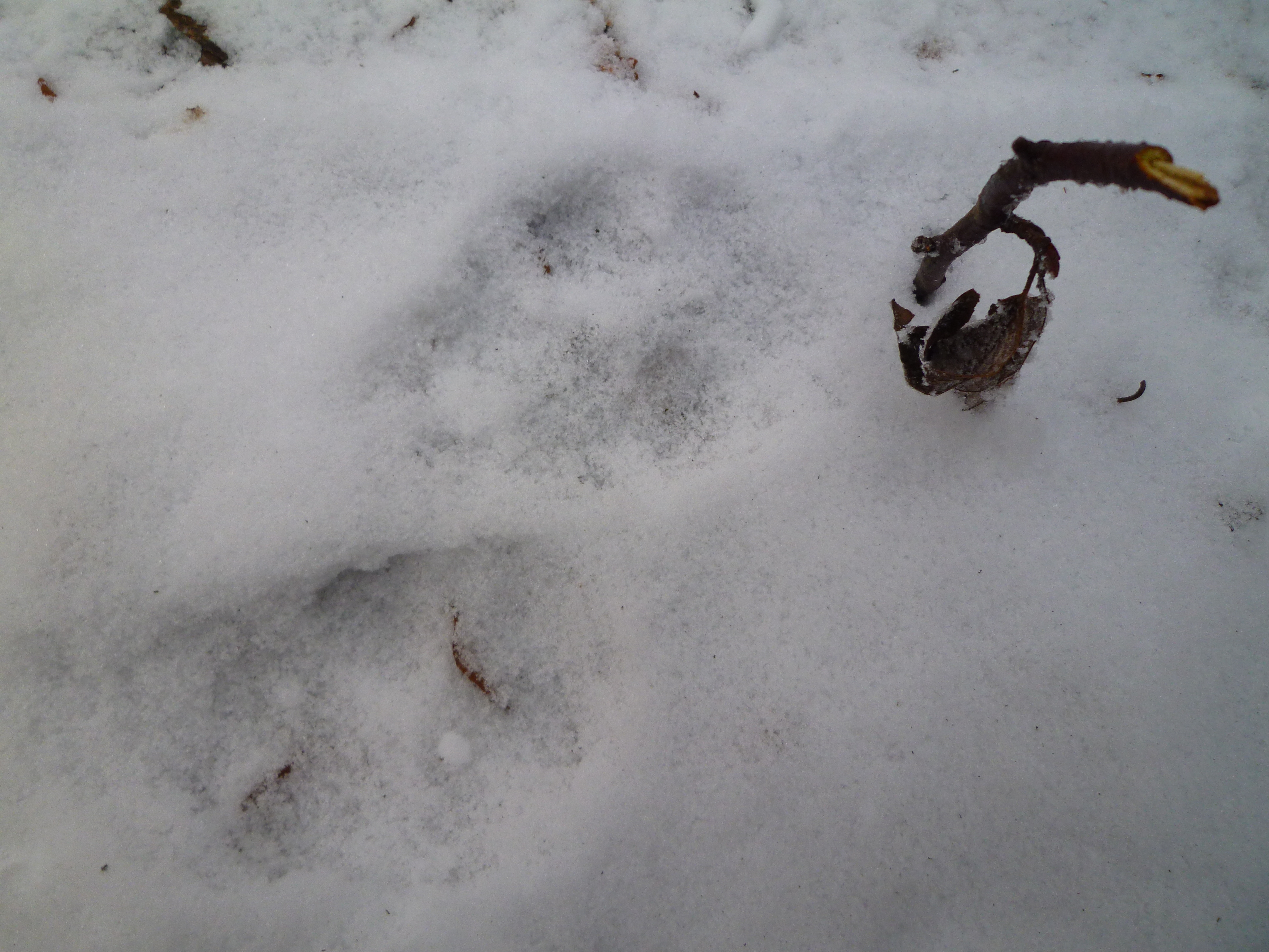 farkaslábnyom, Börzsöny