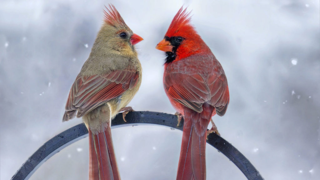Félig tojó félig hím madarat fotóztak