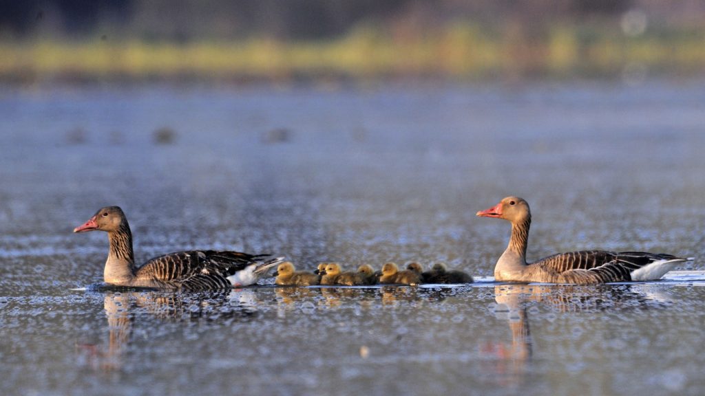 Nyári ludak Bács-Kiskun megyében, a tiszaalpári Nagy-tóban 2020. április 9-én.