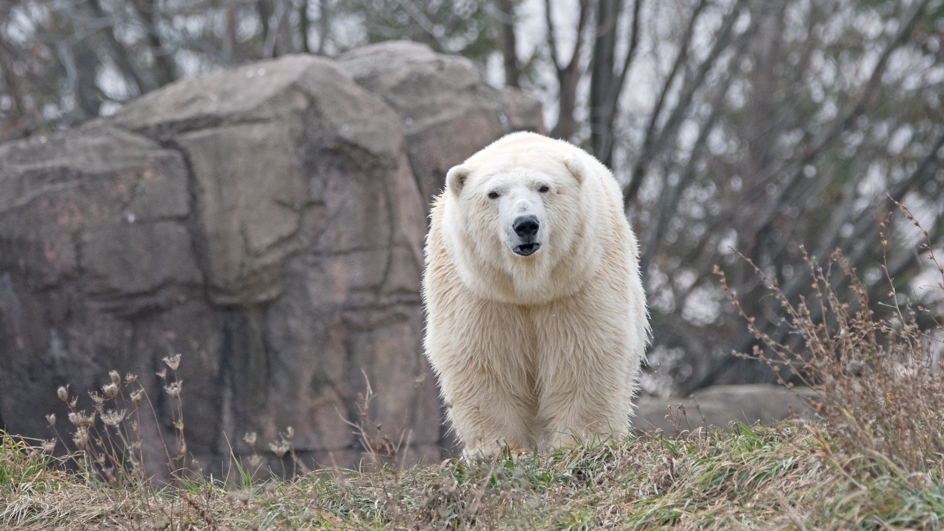 Jegesmedve a Detroiti Állatkertben