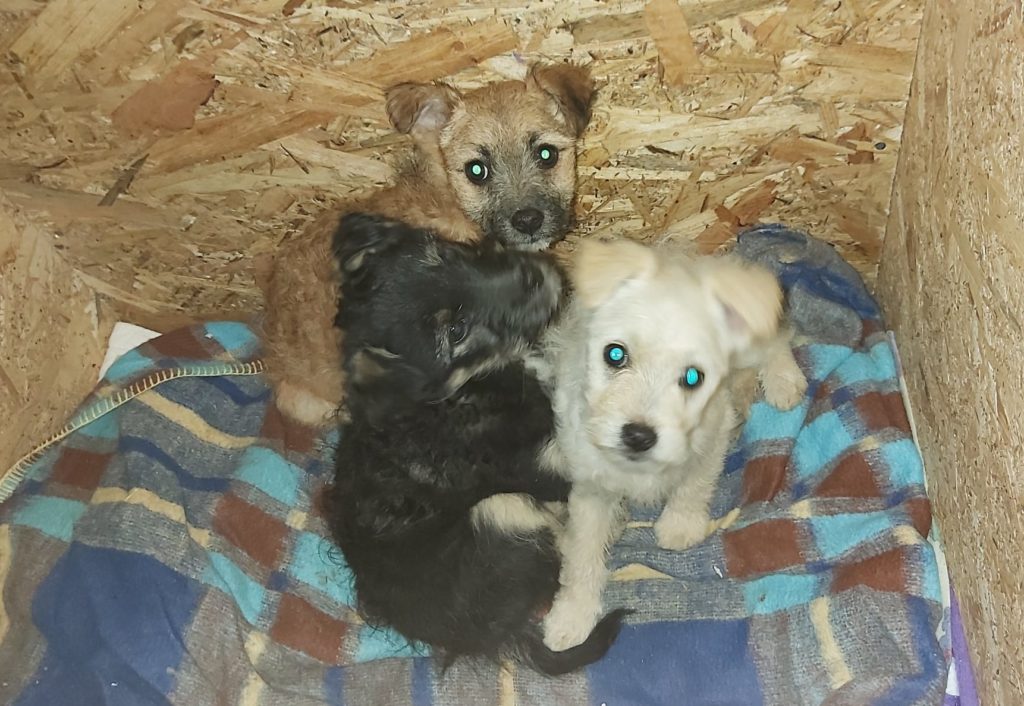 Kiskutyák menekültek meg.