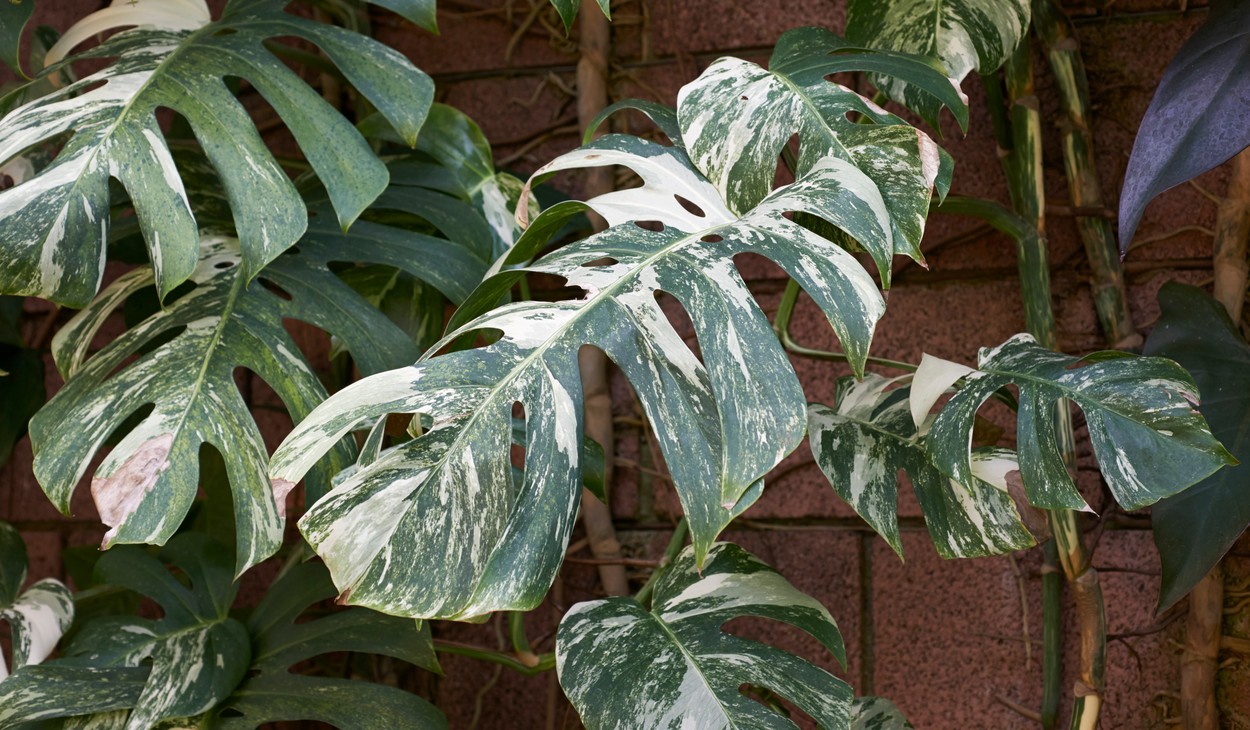 Milyen szobanövények lesznek menők?