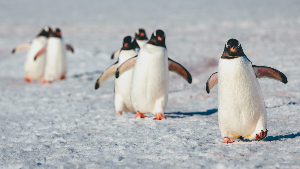 Jegesmedve-pingvin csúcstalálkozó volt az állatkertben