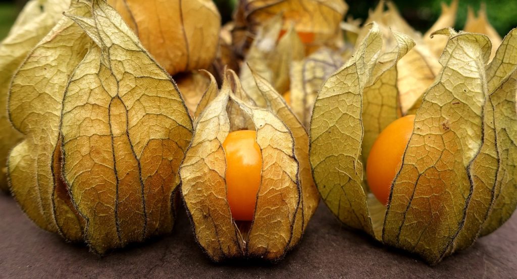 physalis