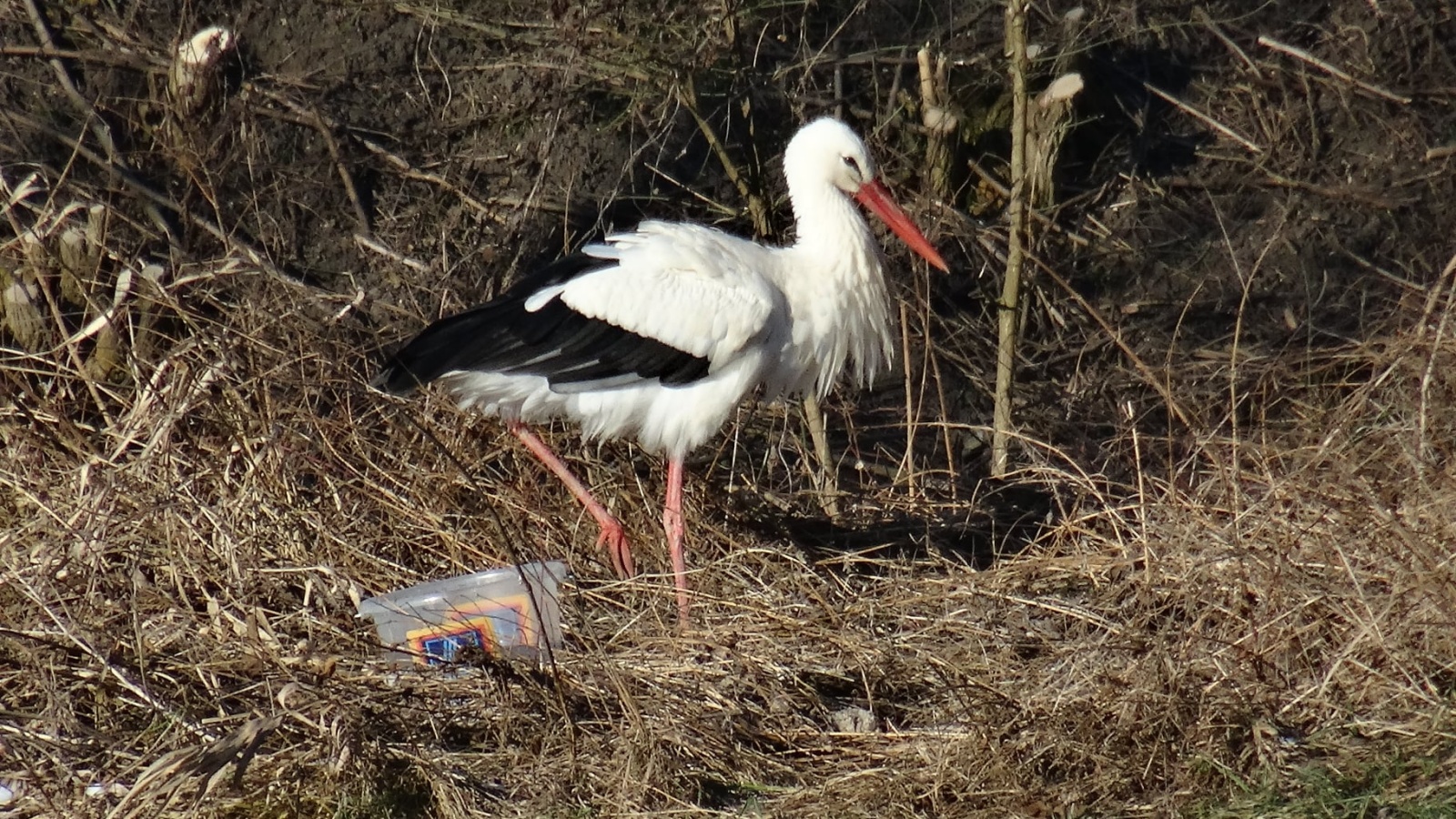 Suri, a fehér gólya