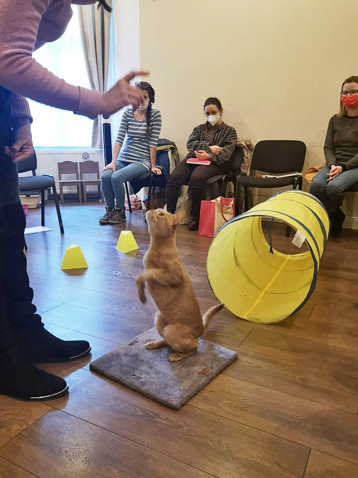 Így lesz a cicákból igazi tanítómester