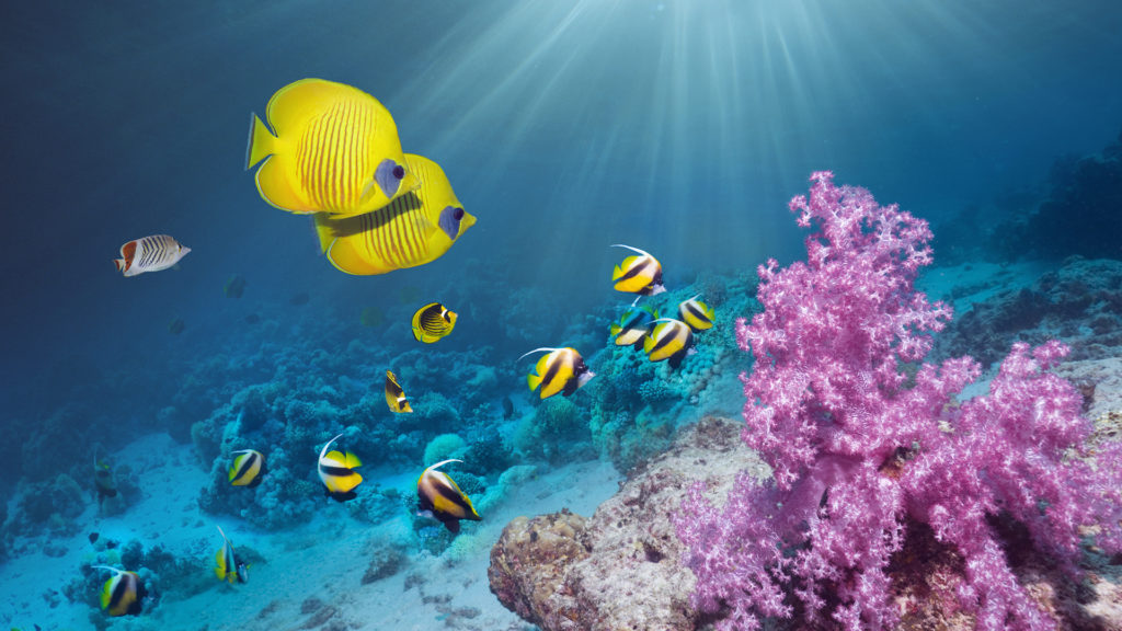 3D-nyomtatott korallzátonyokkal kísérleteznek