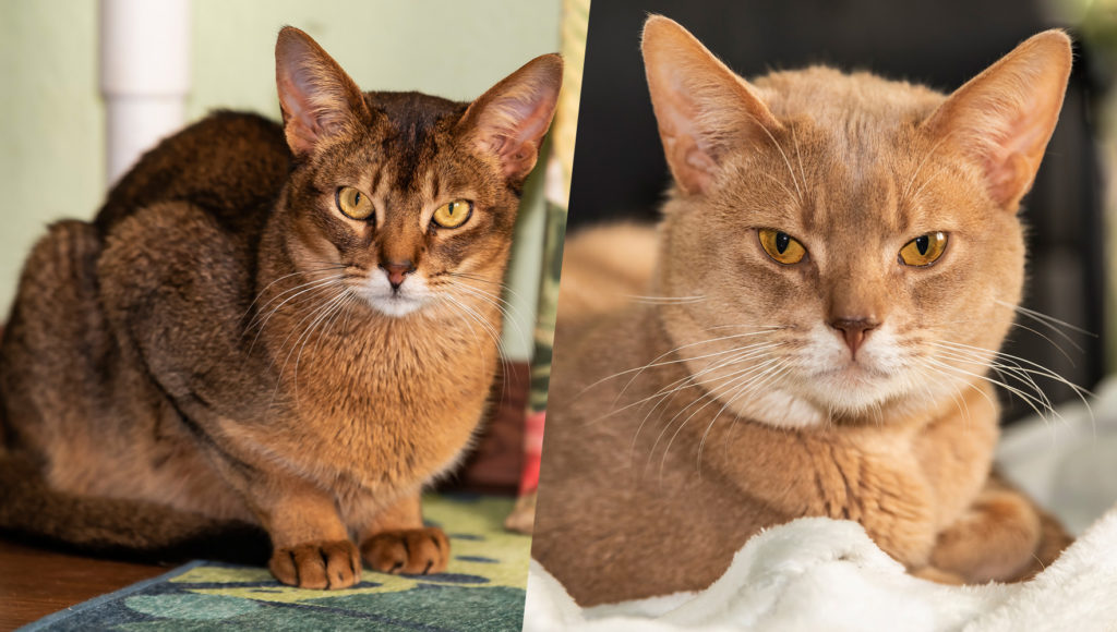 Macskaterápia Magyarországon: így segítenek a cicák