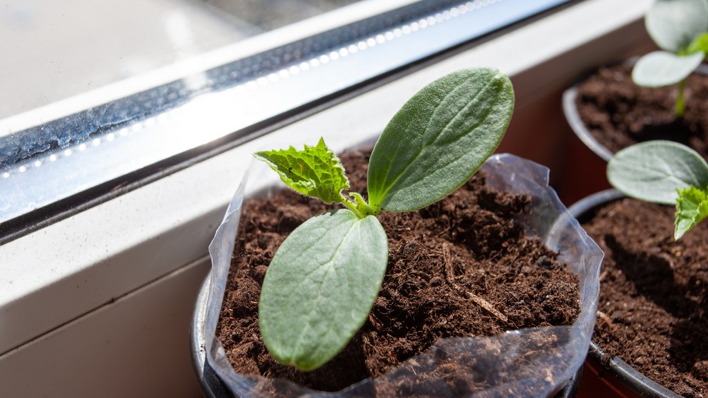 Palántázás panelben