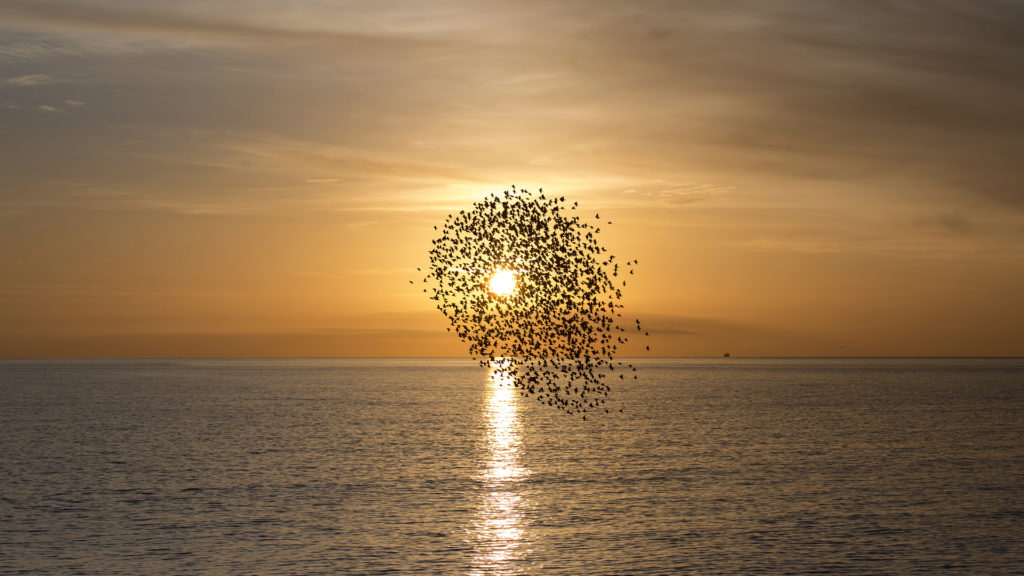 Óriásmadár alakját vette fel a hatalmas seregélyfelhő