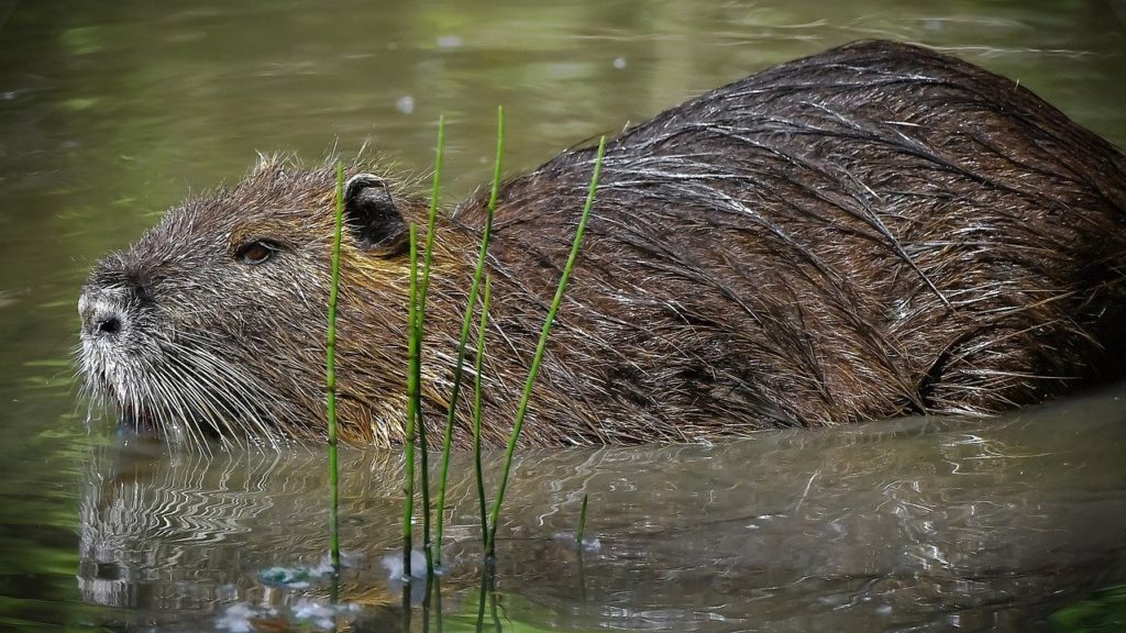 Nutria (Myocastor coypus)