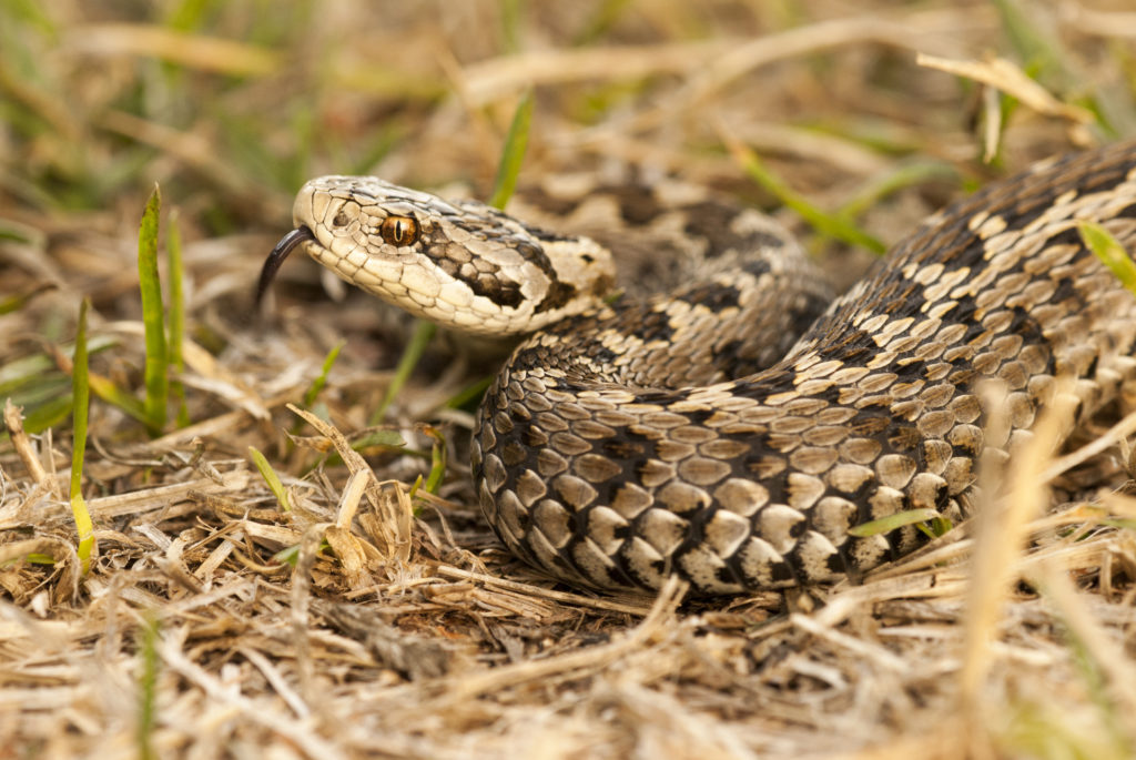 Rákosi vipera