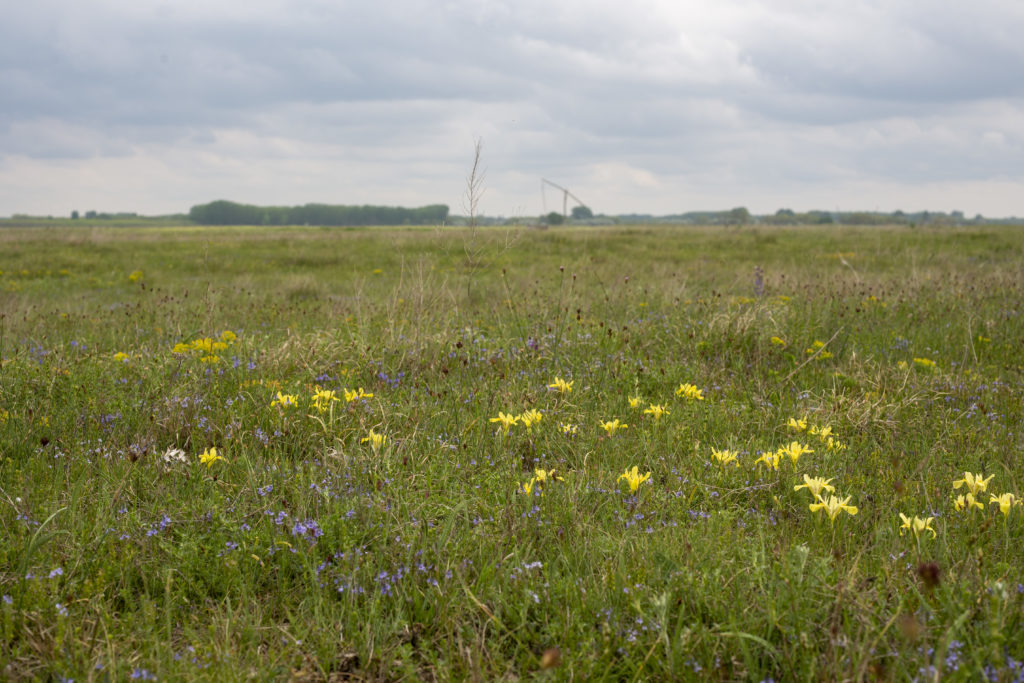 A Peszéradacsi rétek, a rákosi vipera otthona