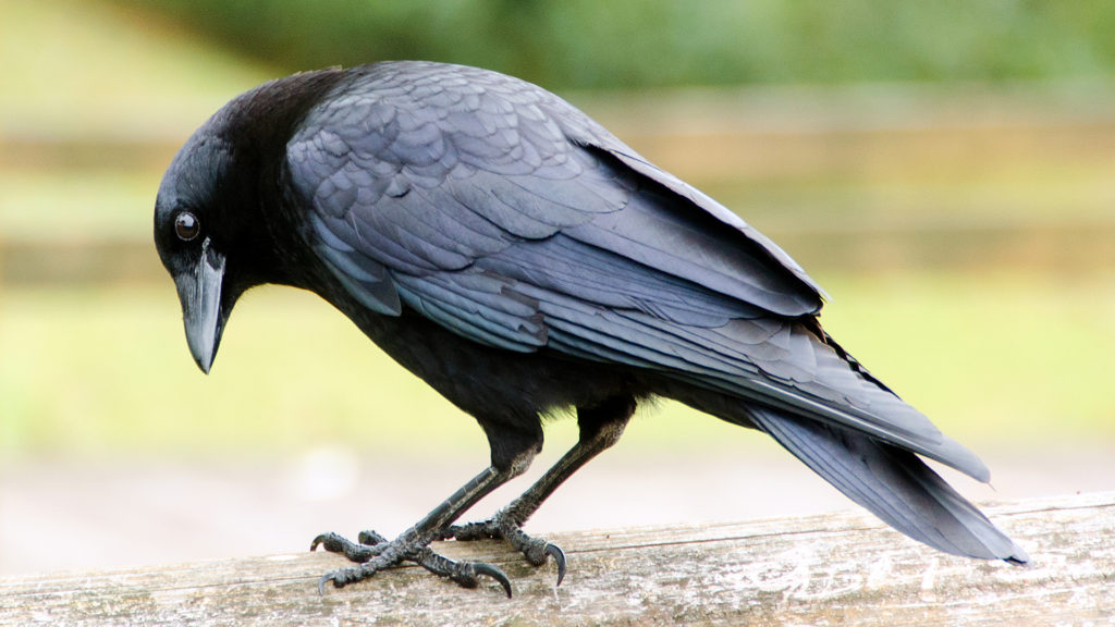 Hollók fosztogatnak a szupermarket parkolójában